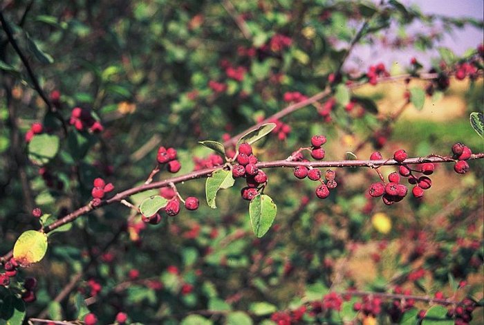 Cotoneaster granatensis (2)  -  ENDEMISMO IBERICO